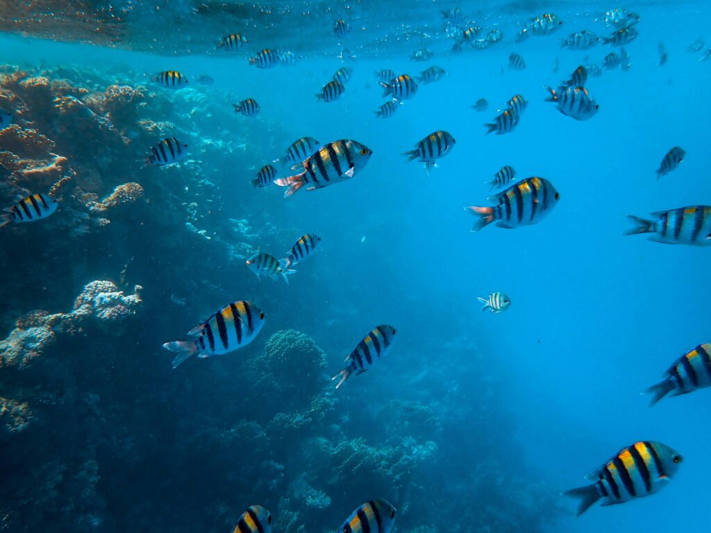 Fish swimming around a coral reef