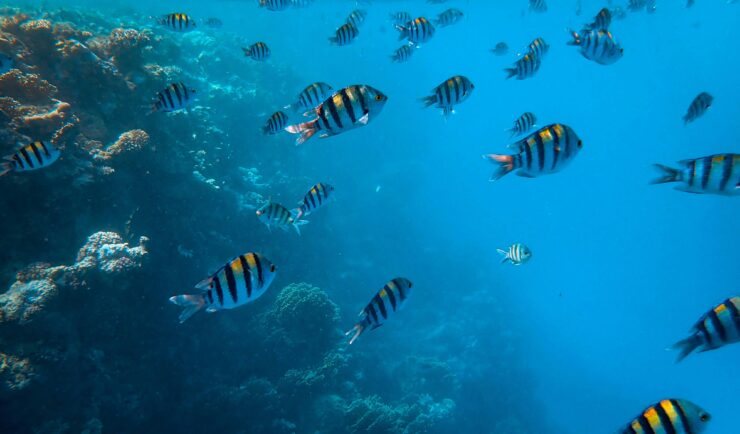 Fish swimming around a coral reef