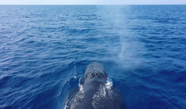 A humpback whale swims along the water surface with blow spray hovering just above