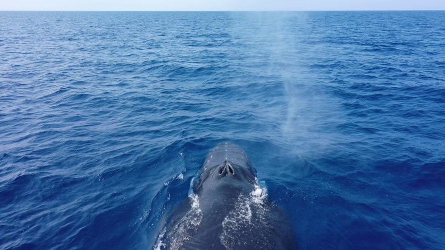A humpback whale swims along the water surface with blow spray hovering just above